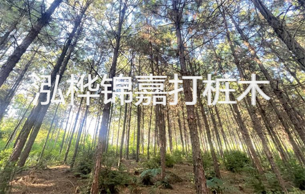 兒童松木床與白血病的關系探討