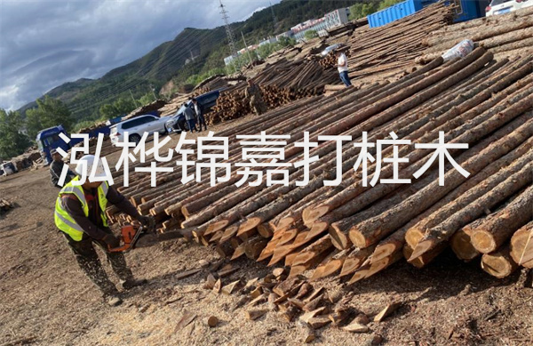 松木寄生價(jià)格多少錢一斤？！